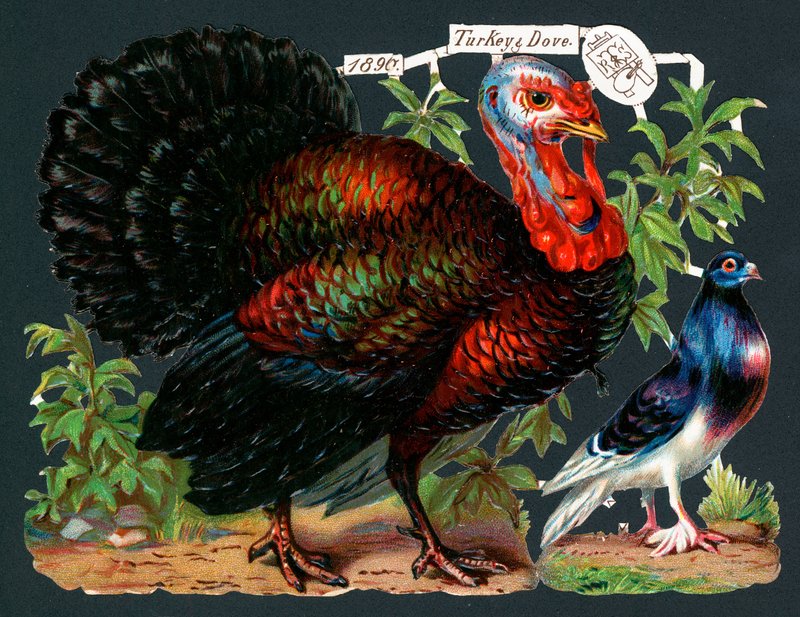 Turkey and Dove by English School