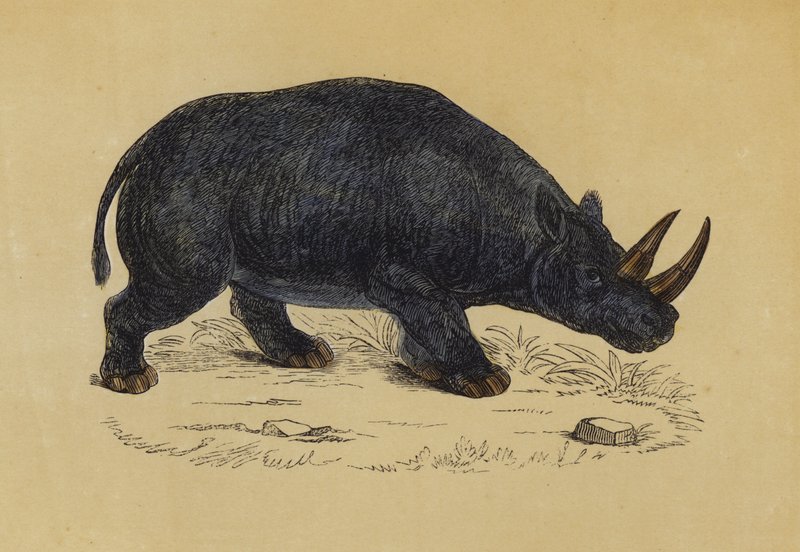 Two-Horned Rhinoceros by English School