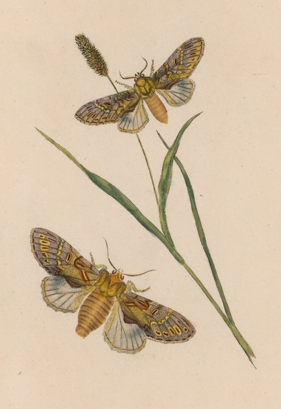Two Moths by English School