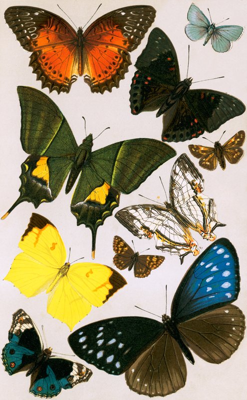 Typical Butterflies by English School