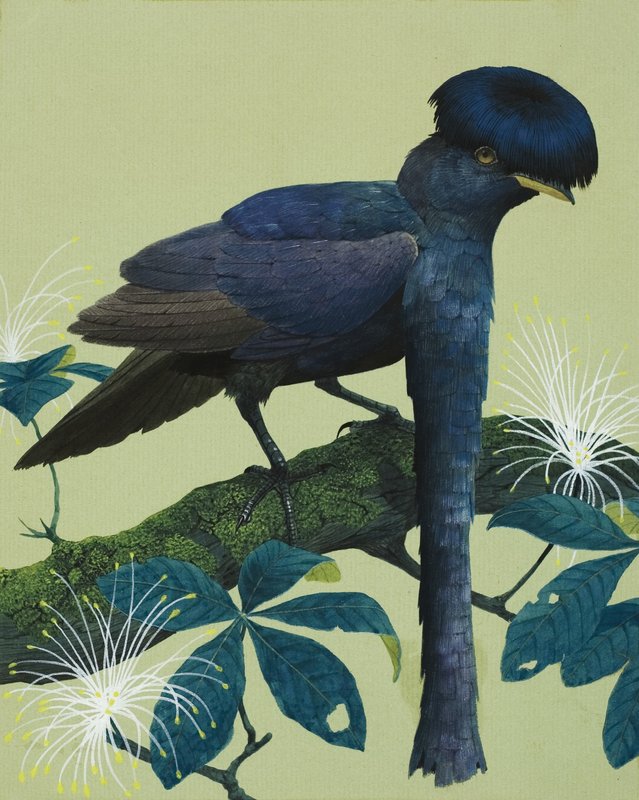 Umbrella Bird by English School