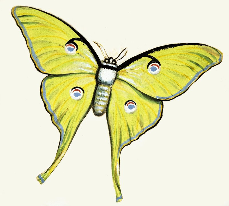 Unidentified butterfly by English School