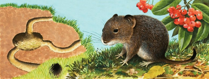 Unidentified mouse and his house by English School