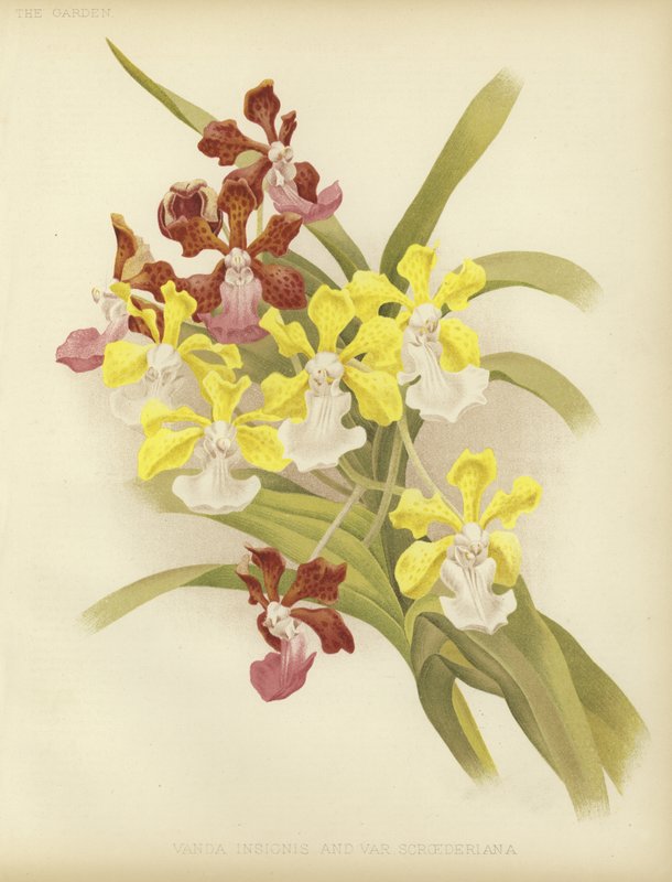 Vanda insignis and var scroederiana by English School