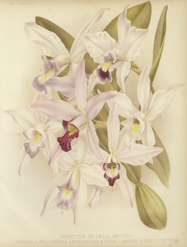 Varieties of Laelia anceps by English School