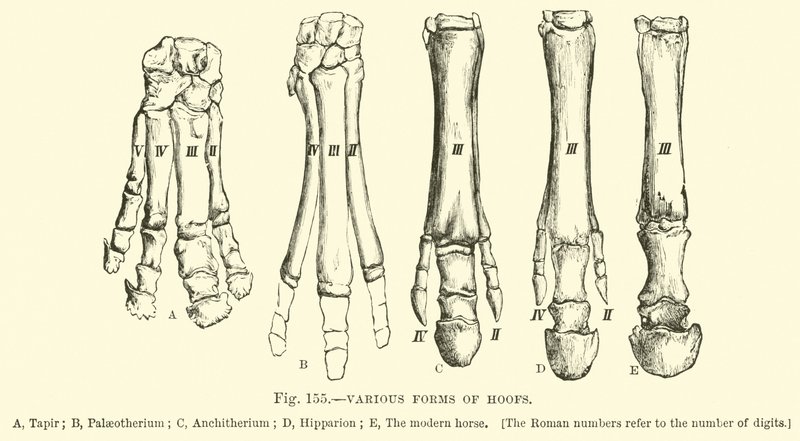 Various Forms of Hoofs by English School