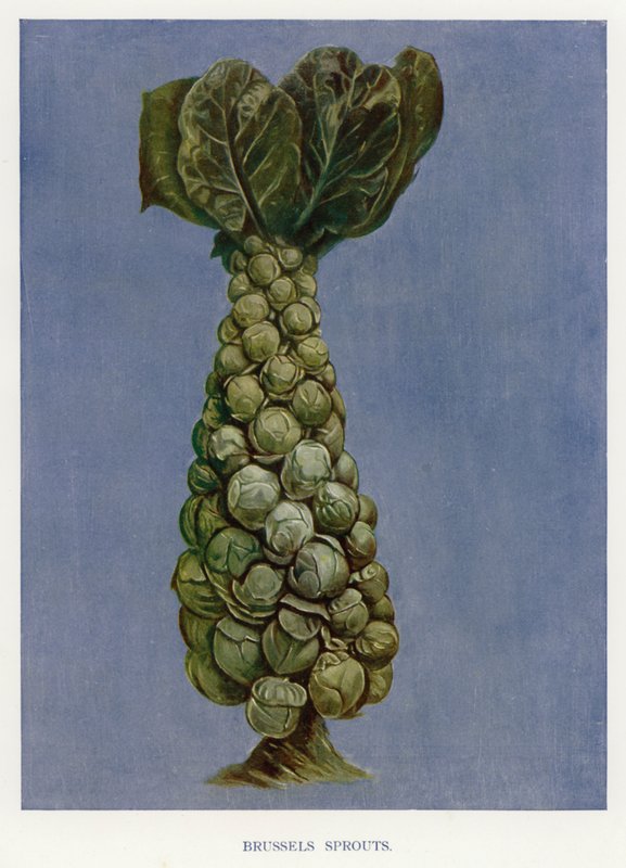 Vegetable Grower