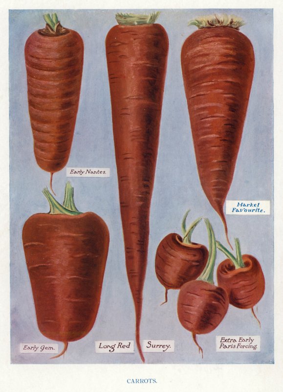 Vegetable Grower