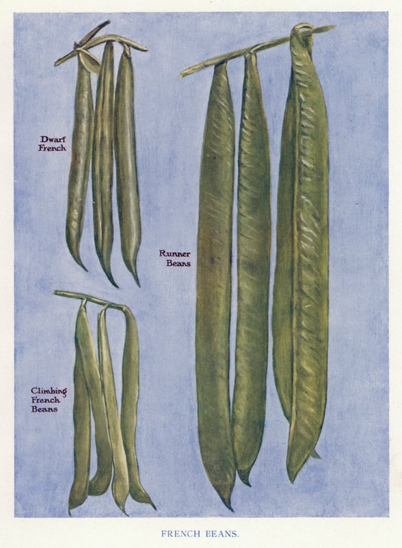 Vegetable Grower