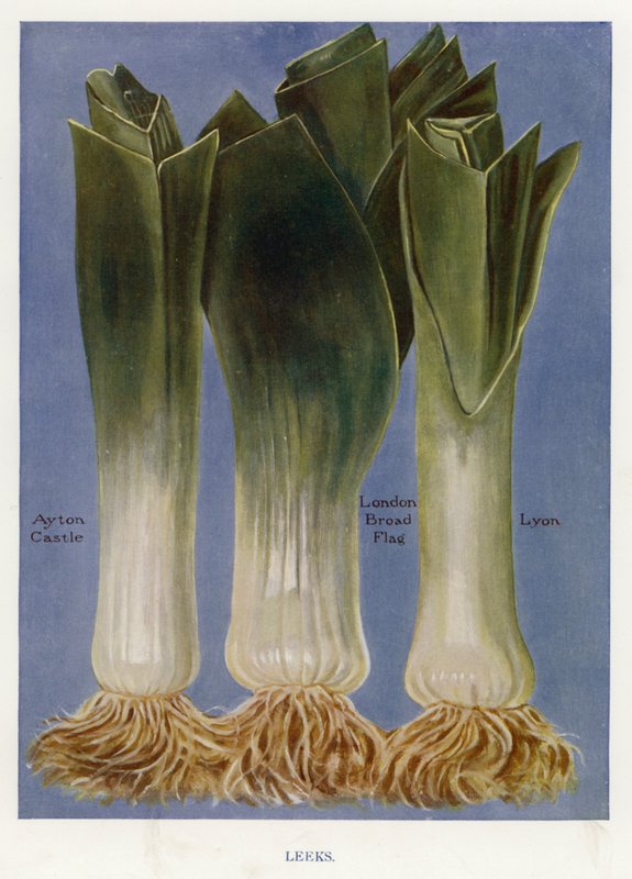 Vegetable Grower