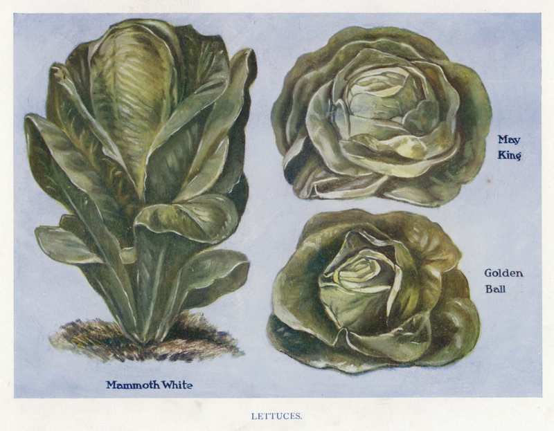 Vegetable Grower