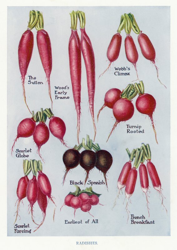 Vegetable Grower