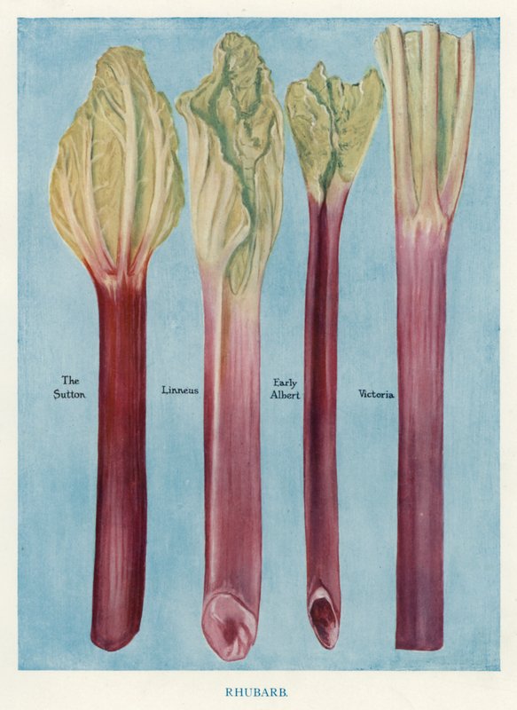 Vegetable Grower