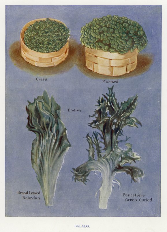 Vegetable Grower