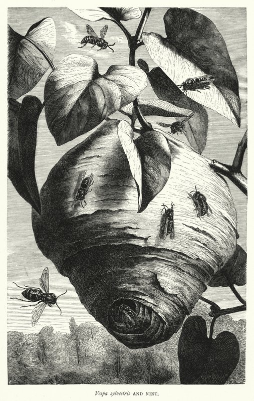 Vespa sylvestris and Nest by English School