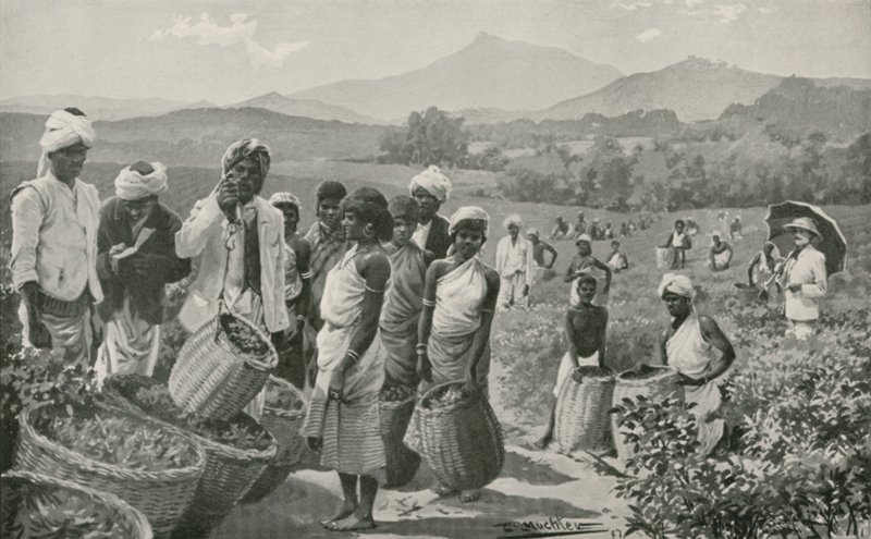 View of a Tea-Garden in Ceylon by English School