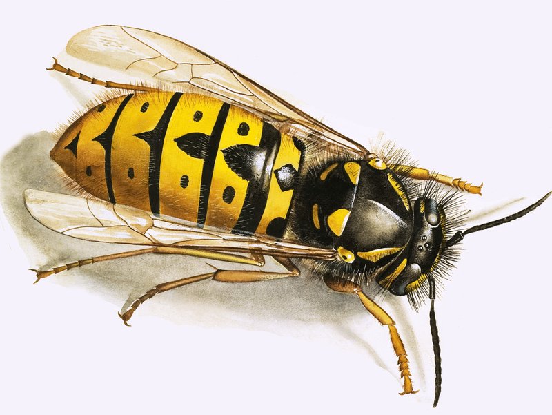 Wasp by English School