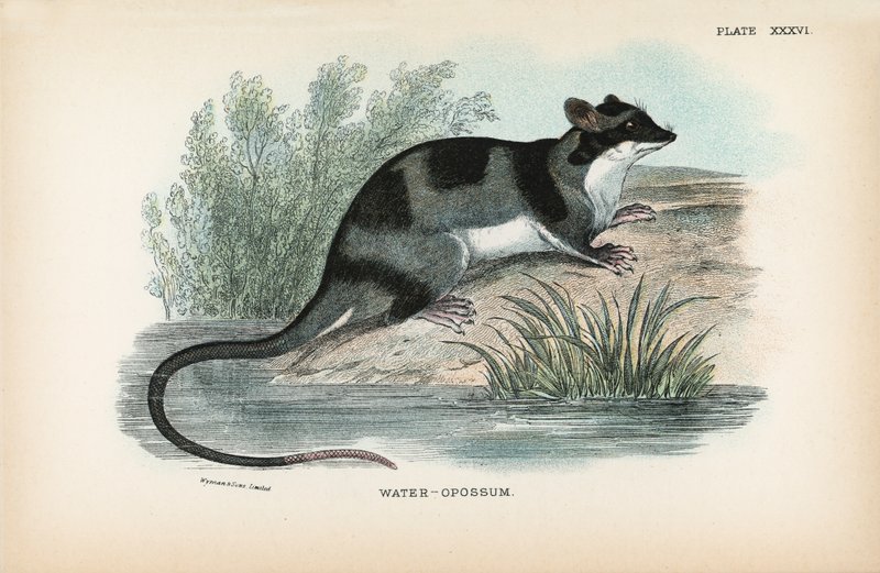 Water-Opossum by English School
