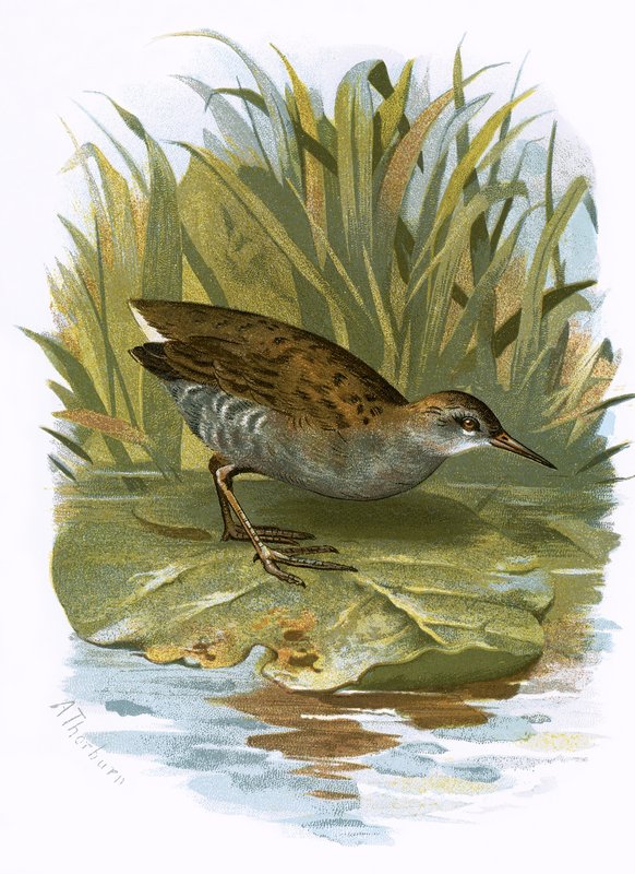 Water-Rail by English School
