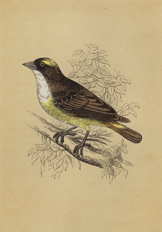 Weaver Bird by English School