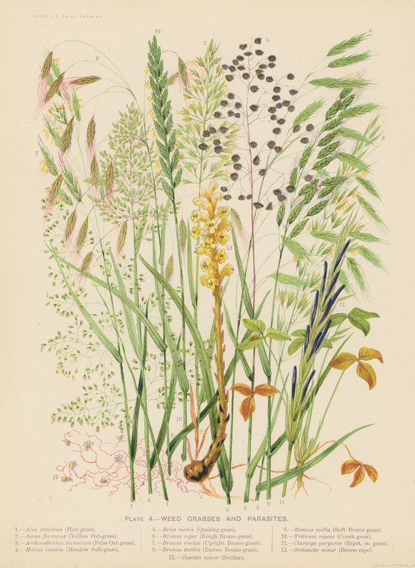 Weed Grasses and Parasites by English School