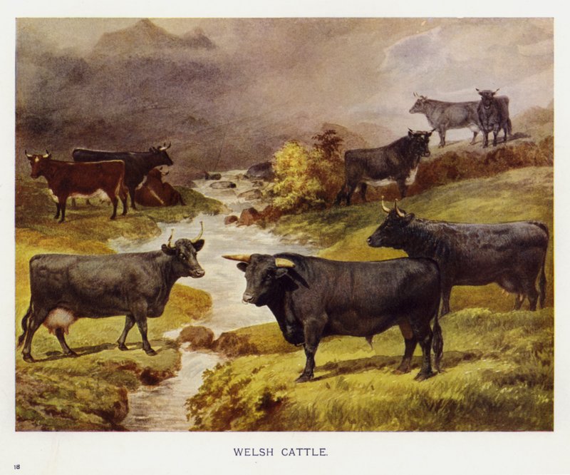 Welsh Cattle by English School