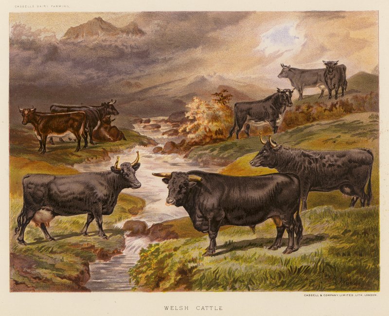 Welsh Cattle by English School