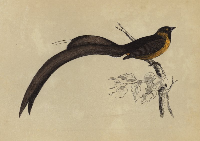 Whidah Finch by English School