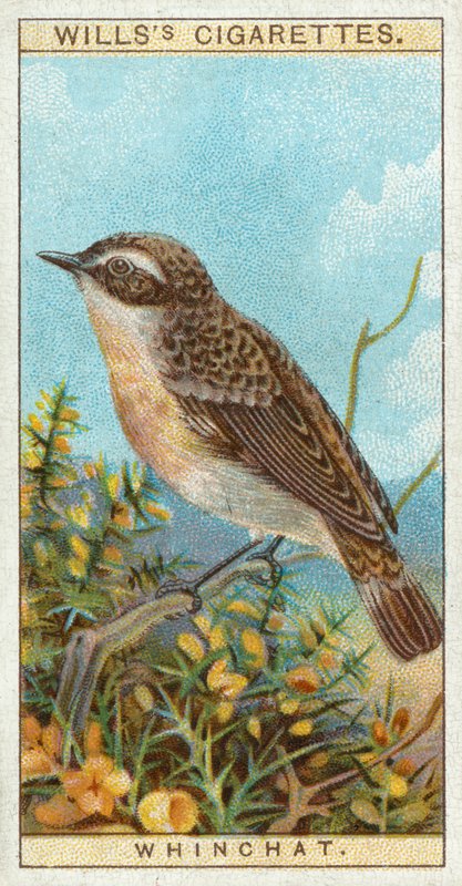 Whinchat by English School