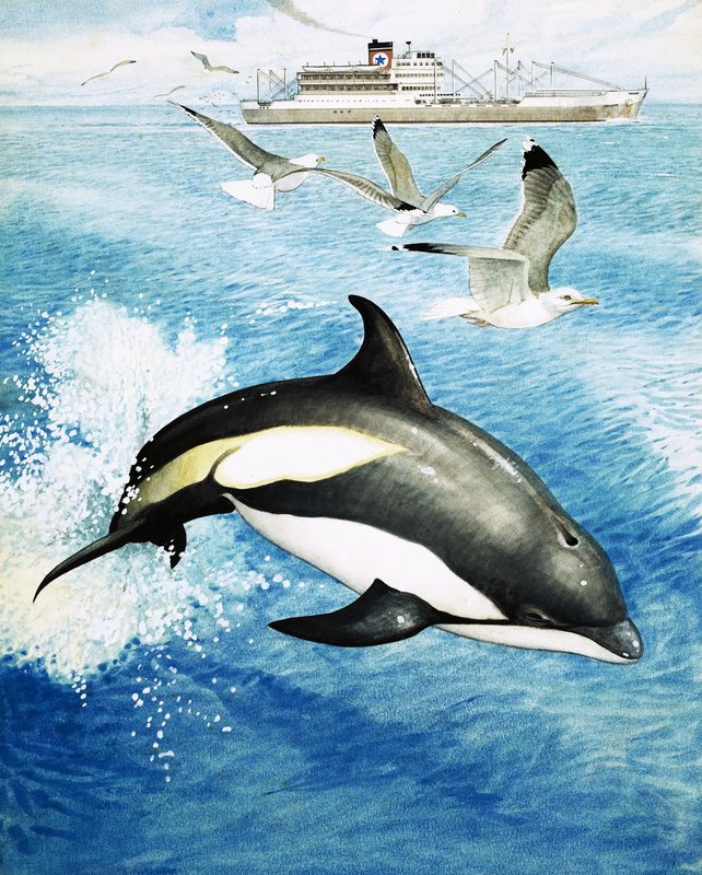 White-sided dolphin leaping through the waves by English School