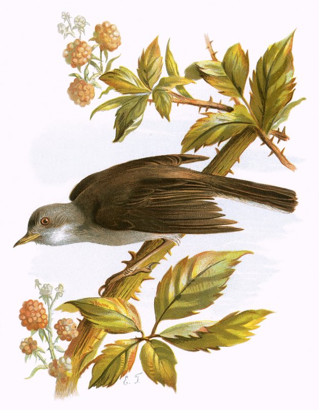Whitethroat by English School