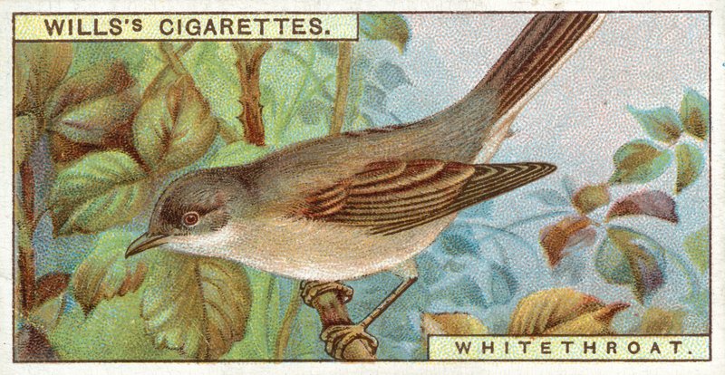 Whitethroat by English School