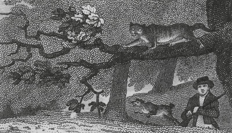 Wild Cat by English School