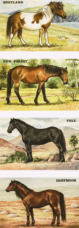 Wild Ponies of Great Britain by English School