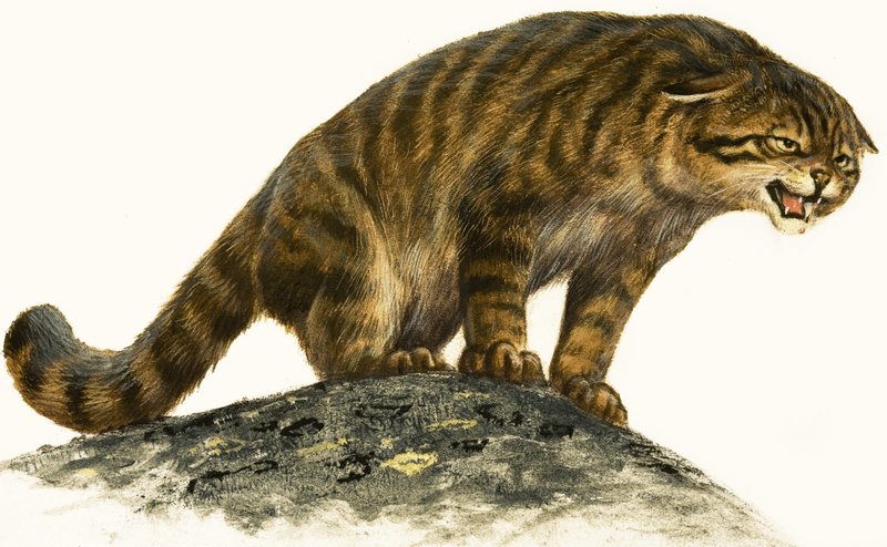 Wildcat by English School
