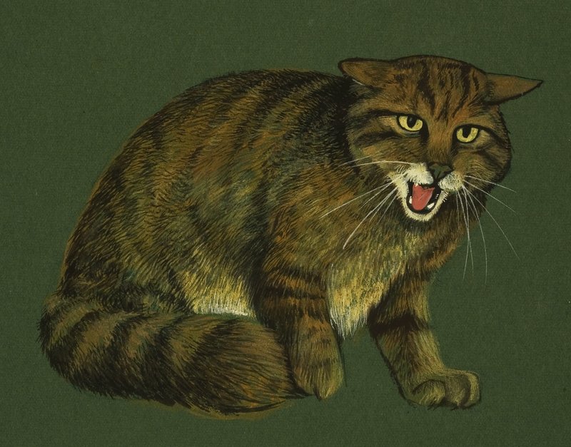 Wildcat by English School