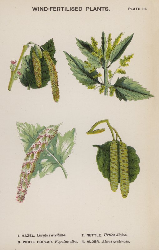 Wind-Fertilised Plants by English School