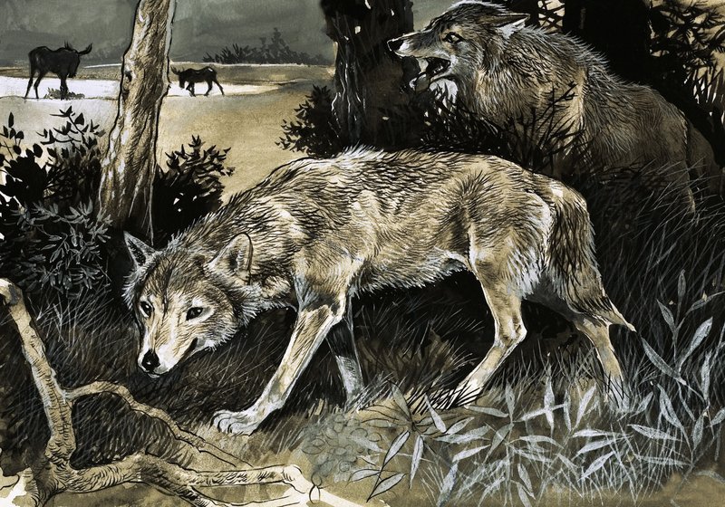 Wolves on the Prowl by English School