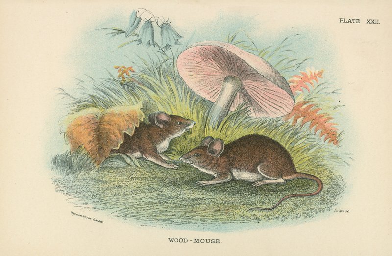 Wood-Mouse by English School