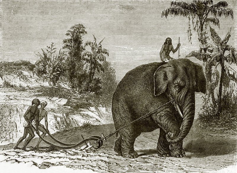 Working elephant in Ceylon by English School