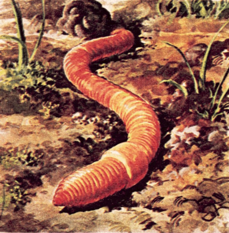 Worm by English School