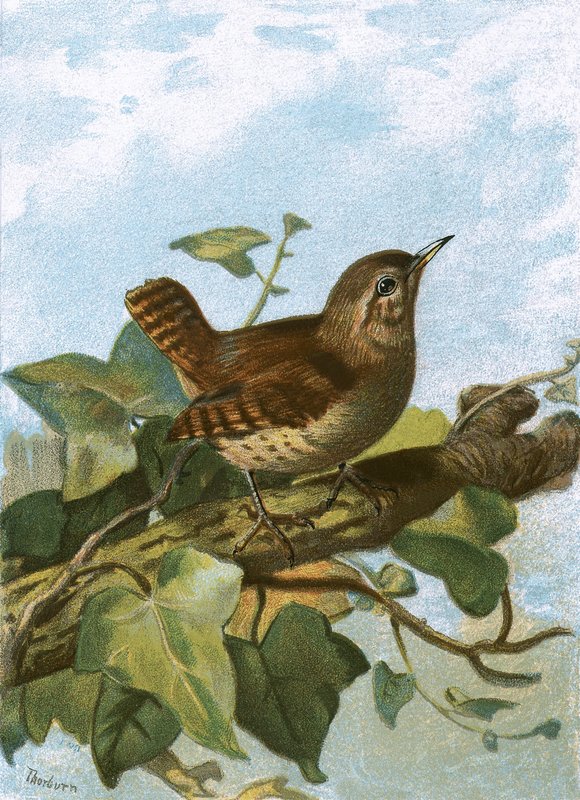 Wren by English School