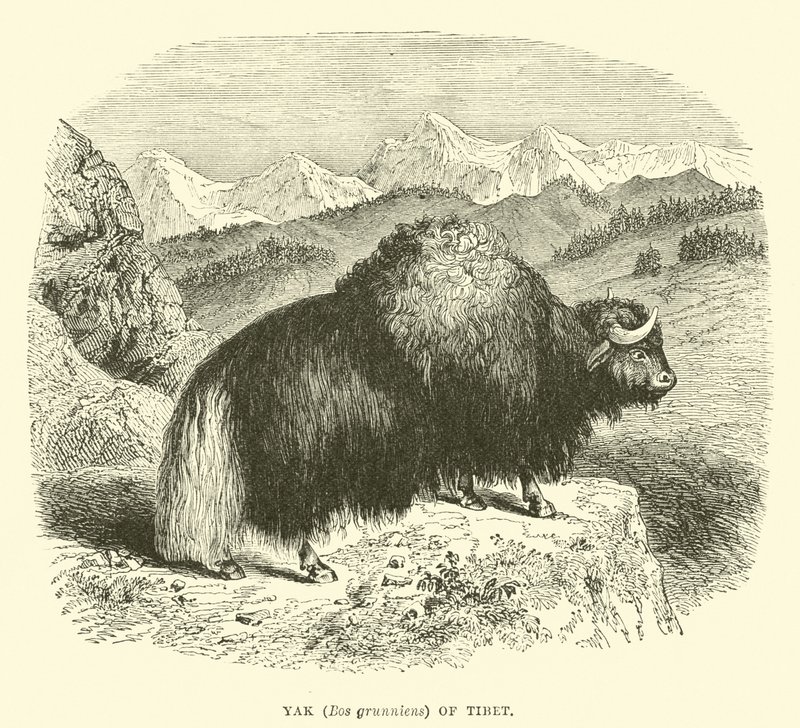 Yak of Tibet by English School