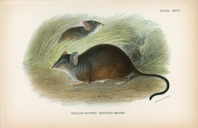 Yellow-Footed Pouched-Mouse by English School