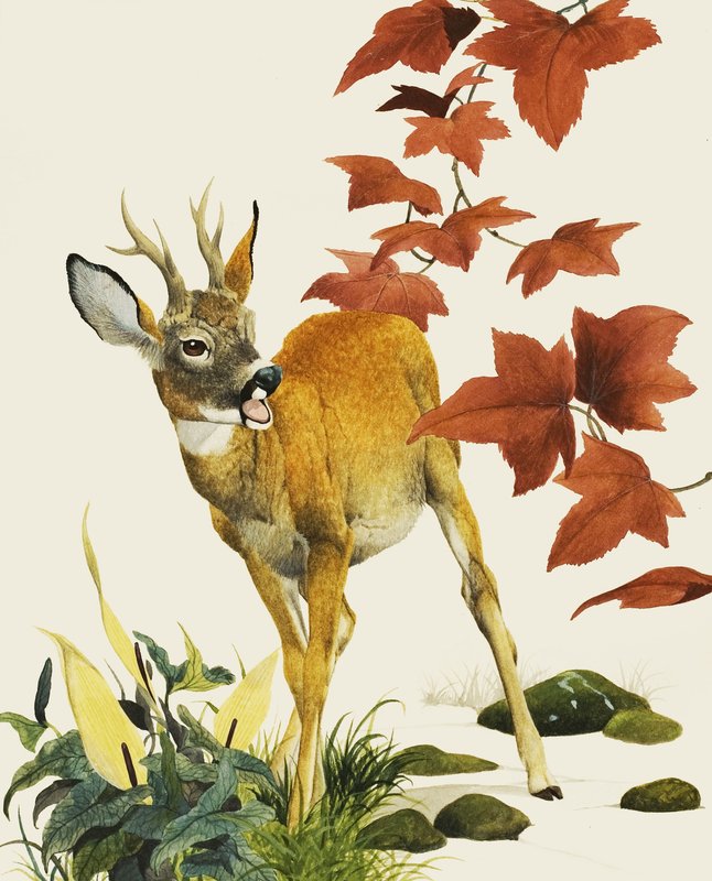 Young Fallow Deer by English School