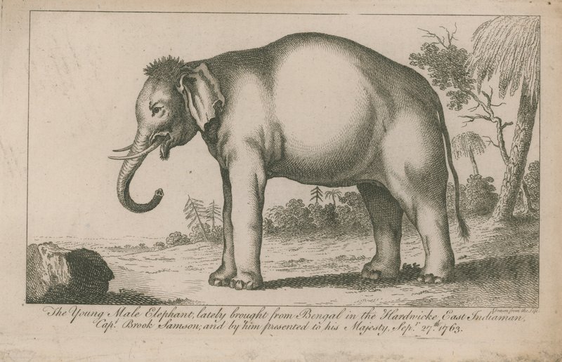 Young Male Elephant by English School