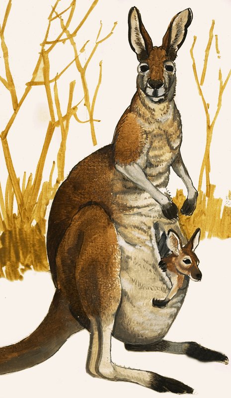 Kangaroo by Eric Tansley