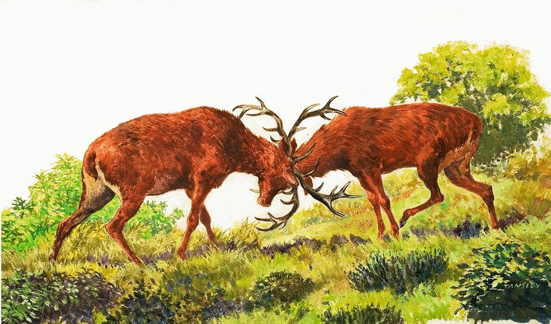Red Deer by Eric Tansley