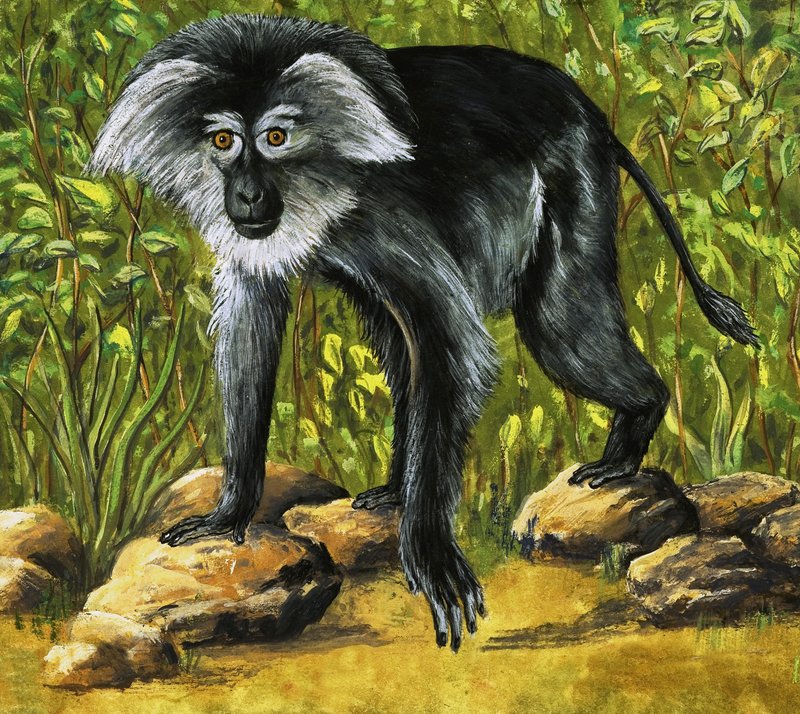 Strange Monkeys by Eric Tansley