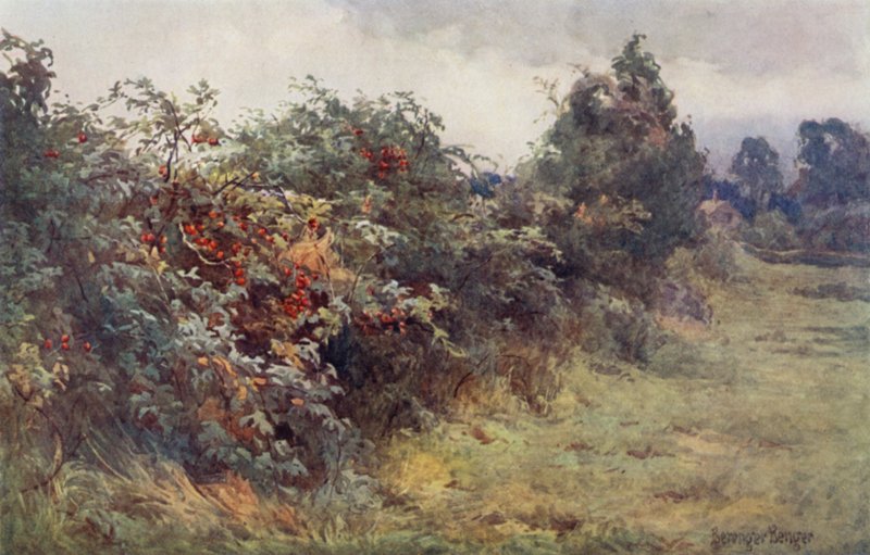 The Revelation of Ripeness by Ernest Benger or Berenger